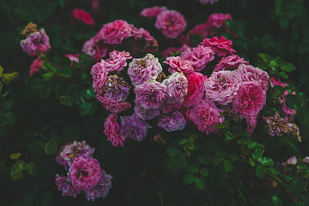 pink petaled flower plant thumbnail