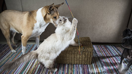 white and grey Turkish cat beside short-coated white and brown dog thumbnail