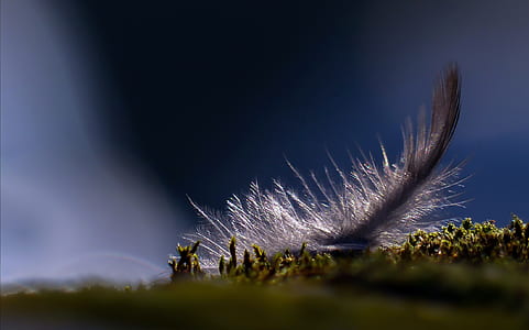 selective focus photography of brown feather thumbnail