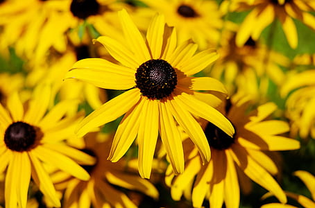 yellow flowering plants thumbnail