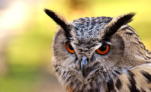 close-up photo of brown-and-black owl thumbnail