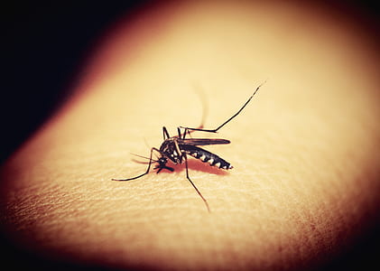 tiger mosquito on human skin in close-up photography thumbnail