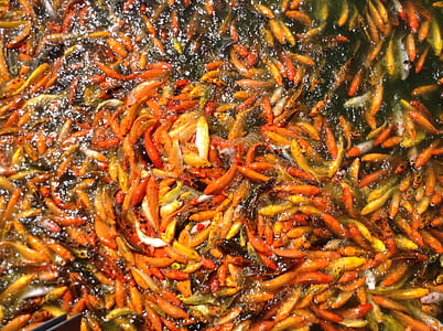 school of orange and yellow fish thumbnail