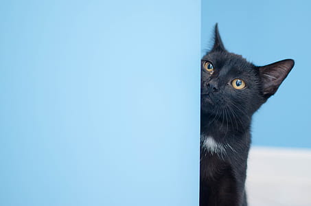black cat thumbnail