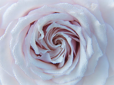macro photography of white rose flower with water droplets thumbnail
