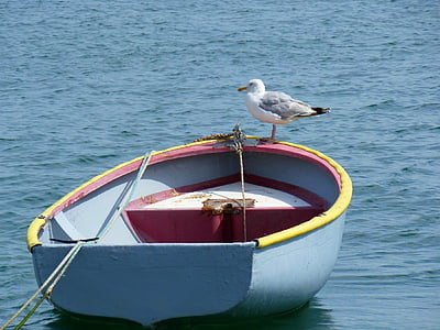 white bird on gray wooden boat thumbnail