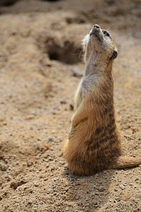 selective focus photography of meerkat thumbnail