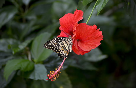 beige butterfly on red hibiscus flower thumbnail