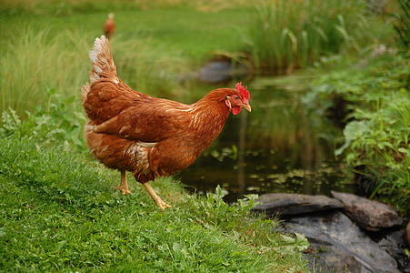 brown hen thumbnail