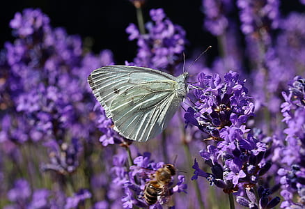 selective focus photography of cabbage white butterfly perched on lavender flower thumbnail