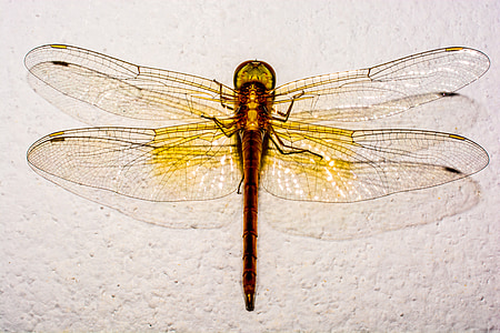 close-up photo of dragonfly thumbnail