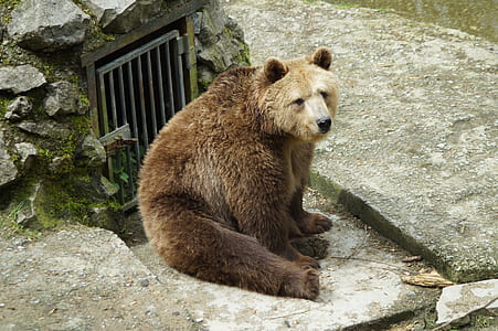 bear sitting on surface thumbnail