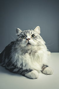long-coated gray cat thumbnail