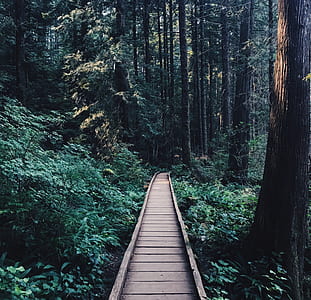 wooden walkway inside forest thumbnail