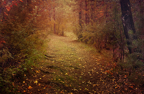 shallow focus photography of trail during daytime thumbnail