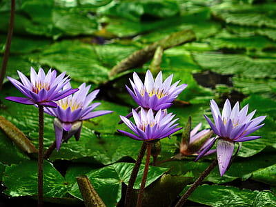 purple and white flowers thumbnail