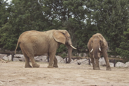 two elephants near tree during daytime thumbnail