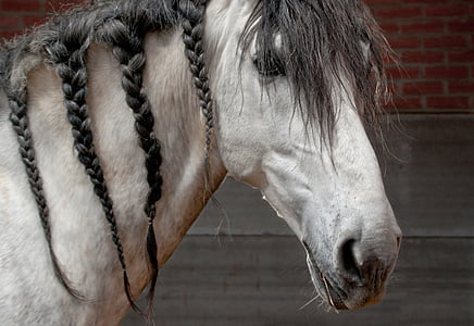 close-up photo of white horse thumbnail