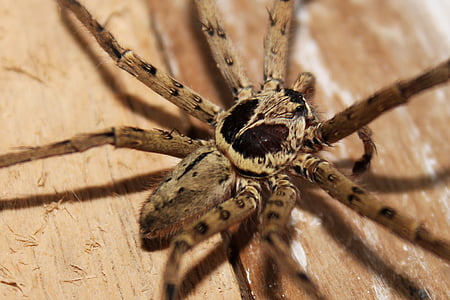 selective focus photography of brown huntsman spider thumbnail