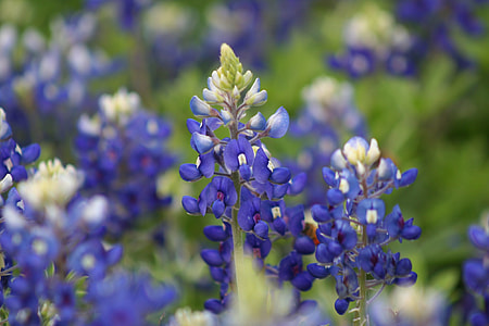 shallow focus of blue flowers thumbnail