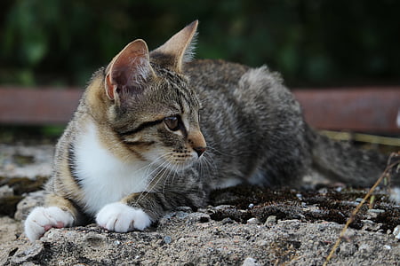 brown tabby cat on floor while looking sideways thumbnail
