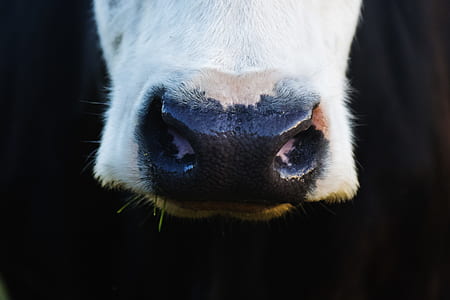 Close Up Photo of White and Black Animal thumbnail