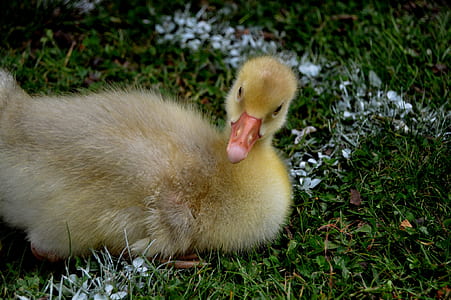 yellow duckling on grass thumbnail