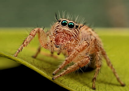 macro photography of brown Phidippus Audax spider on green leaf thumbnail