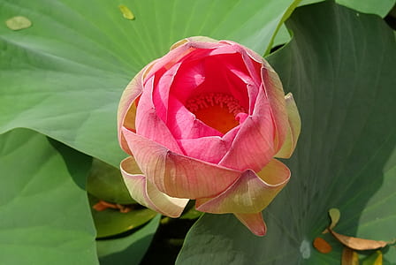 pink flower in macro shot thumbnail