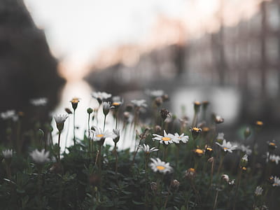 closeup photo of white petaled flowers thumbnail
