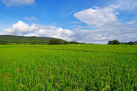 green grass field under blue and white cloudy sky thumbnail