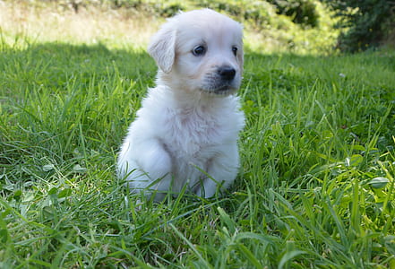 focus photo of light golden retriever puppy on grass field thumbnail