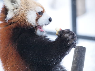 red panda thumbnail