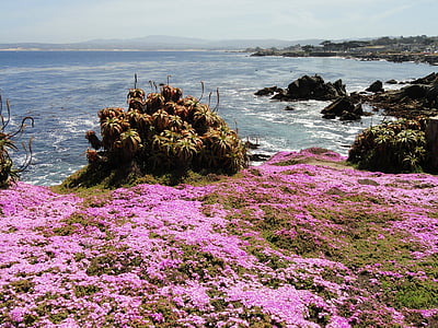 pink petaled flowers in cliff in front ocean thumbnail
