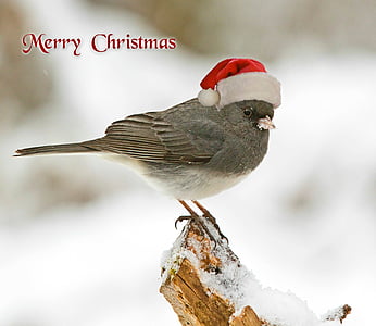 gray bird with merry Christmas text overlay thumbnail