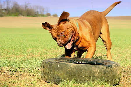 adult French mastiff playing with vehicle tire thumbnail