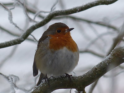 close-up photography of European robin perching on branch thumbnail