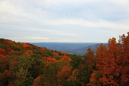 trees on mountain under white cloudy sky at daytime thumbnail