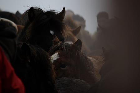 closeup photo of brown horse thumbnail
