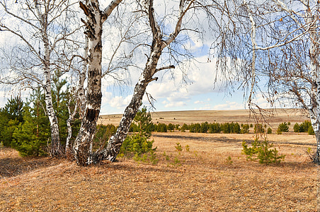 white and black withered trees during daytime thumbnail