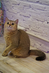 brown tabby can on table thumbnail