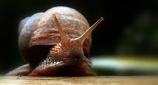photography of brown snail thumbnail