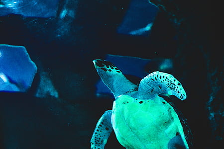 green turtle in water thumbnail