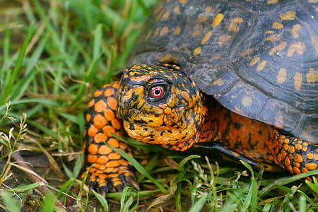 Closeup of an eastern box turtle crawling along in a grassy field. thumbnail