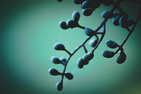 closeup photo of green fruits thumbnail