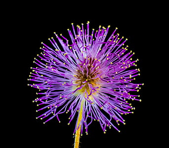purple and yellow petaled flower thumbnail
