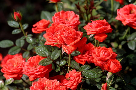 red roses thumbnail