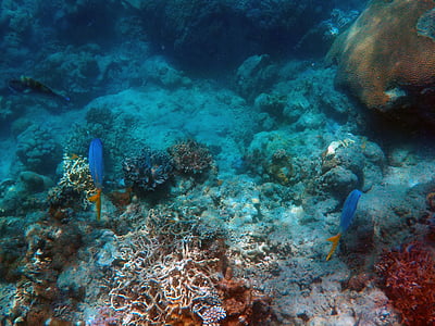 two blue fishes in body of water thumbnail