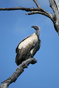 white and black bird on tree branch thumbnail