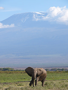 photo of gray elephant in grass field during daytime thumbnail
